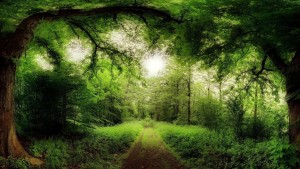 77106__road-through-a-magical-forest_p