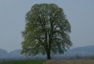 Baum