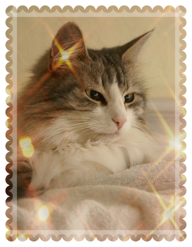 Grundkurs Tierkommunikation